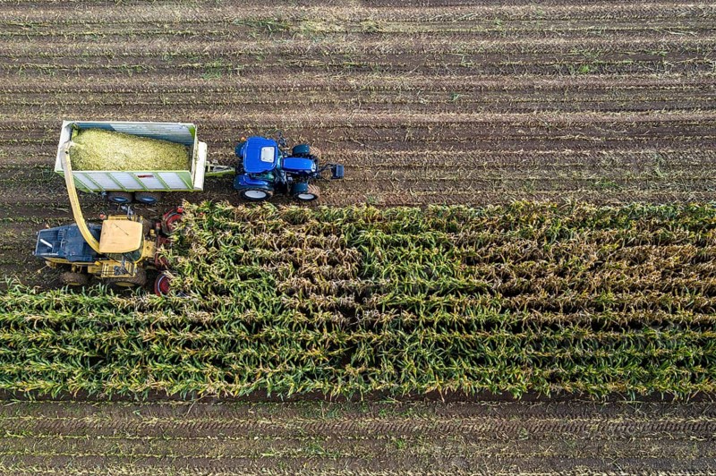 Maize harvest, combine harvester, chopper works its way through a maize field, the silage is pumped directly into a trailer, serves as cattle feed, Lower Rhine, Rees, North Rhine-Westphalia, Germany, Europe