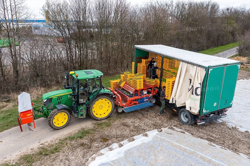 Lettuce plants are planted with a planting machine, loading the planting machine, agriculture, spring