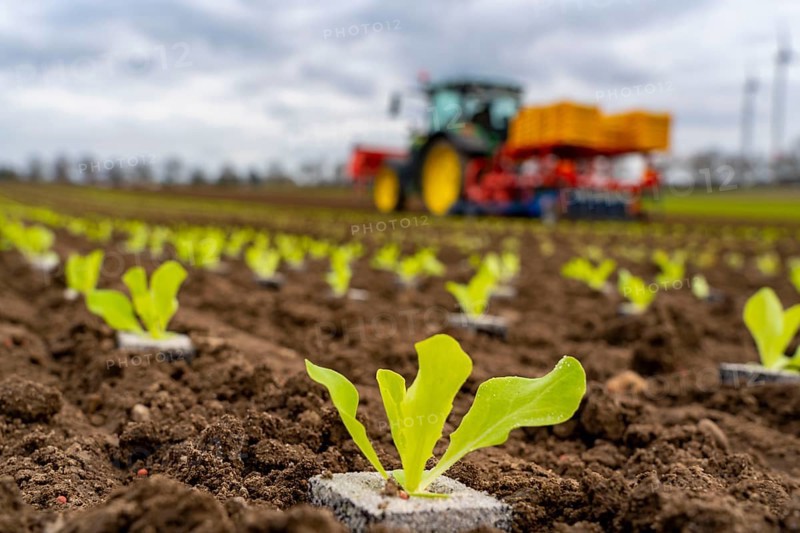 Lettuce plants, in press pots, they are planted in a field with a planting machine, agriculture, spring