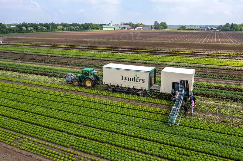 Harvesting Lollo Bianco lettuce, harvest workers cut off the lettuce heads, clean them and put them in boxes, they are washed in the trailer and packed for the customers, North Rhine-Westphalia, Germany, Europe