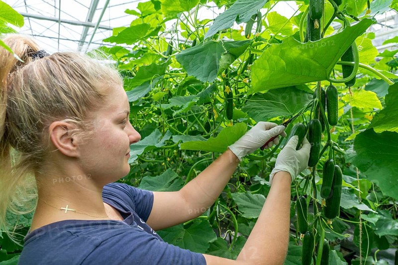 Cultivation of mini cucumbers, snack cucumbers, in a greenhouse, near Straelen, North Rhine-Westphalia, Germany, Harvesting of mini cucumbers, snack cucumbers, in a greenhouse, near Straelen, North Rhine-Westphalia, Germany, Europe