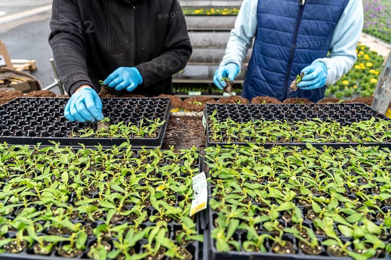 Horticultural business, greenhouse, young plants are potted, the potting soil is filled into the flower pots with a potting machine, employees place the young plants, balcony plants, ornamental plants, into the pots, they are then placed in beds to grow there, Straelen, North Rhine-Westphalia, Germany, Europe