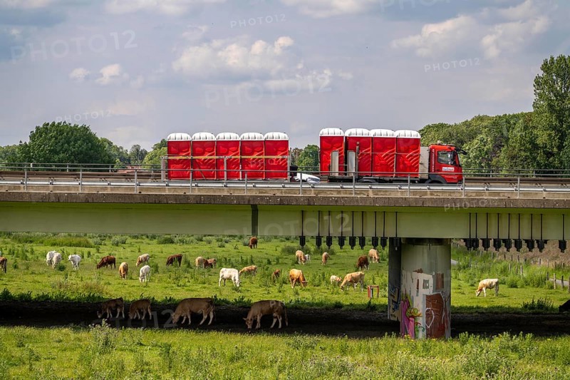 Lorry on the A40 motorway, bridge over the Ruhr and Styrumer Ruhrauen, herd of cattle, dairy cows grazing, Mülheim an der Ruhr, North Rhine-Westphalia, Germany, Europe