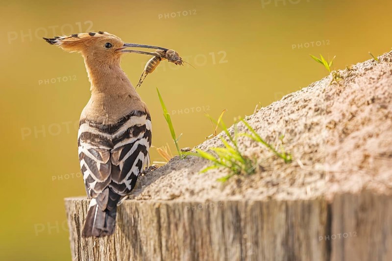 Hoopoe (Upupa epops) Bird of the Year 2022, with mole cricket as prey, sunrise, golden hour, backlight, sitting, looking out, Middle Elbe Biosphere Reserve, Saxony-Anhalt, Germany, Europe