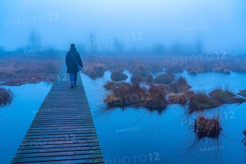 The High Fens nature park Park, in the German-Belgian border region near Eupen, winter, fog, wooden plank paths south of the N67, near Ternell, Eupen, Belgium, Europe