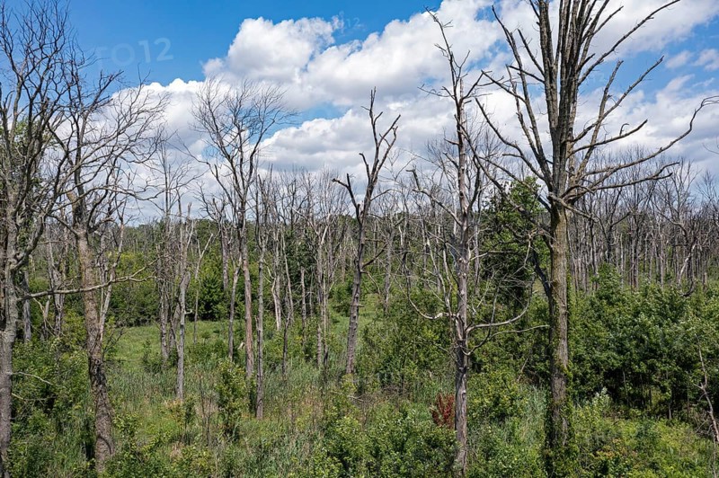 Detroit, Michigan, Dead trees on Belle Isle, an island state park in the Detroit River. The trees were killed by flooding, oak wilt disease, and the emerald ash borer