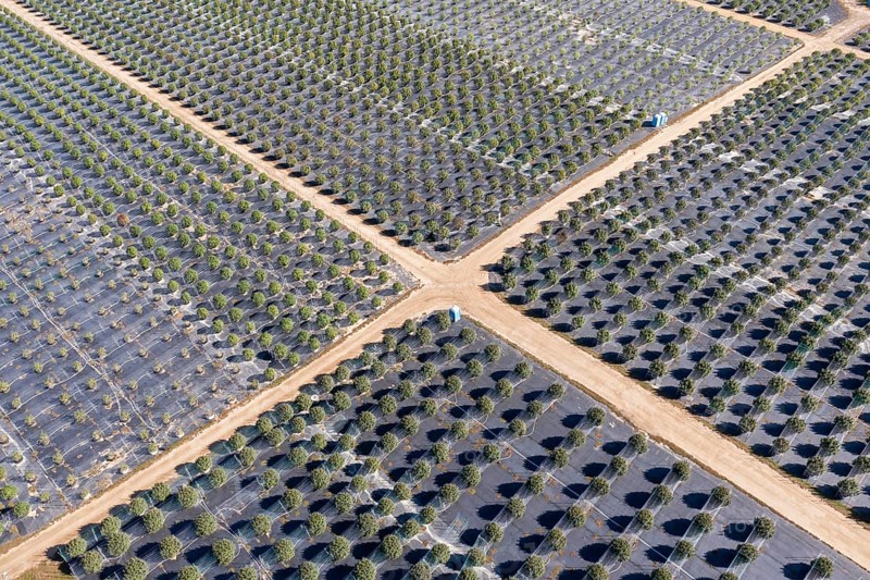 Paw Paw, Michigan, Grasshopper Farms, a large outdoor cannabis grower in west Michigan