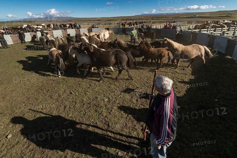 Icelandic horses (Equus islandicus) being sorted by owner in a pen, horse round-up or réttir, near Laugarbakki, North Iceland, Iceland, Europe