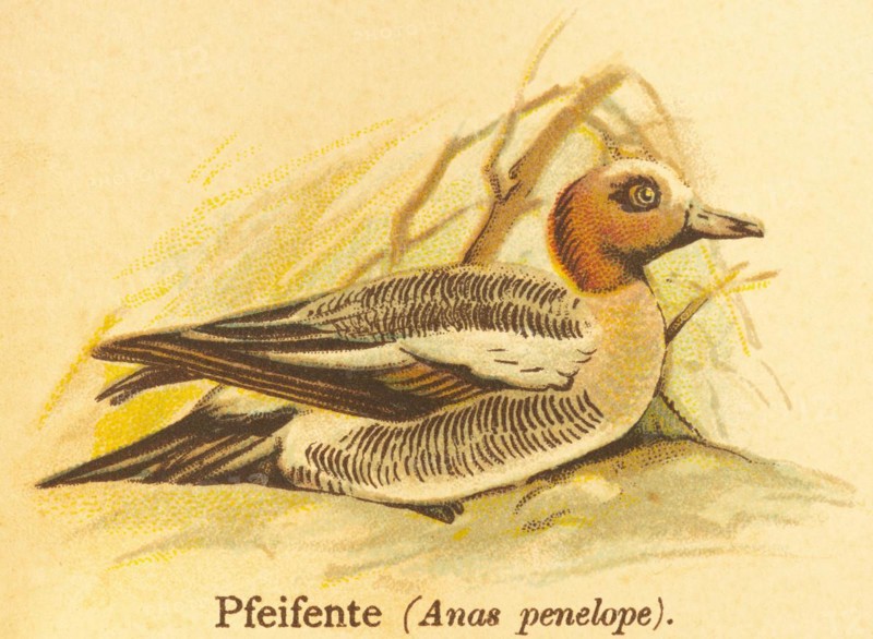 Eurasian wigeon (Anas penelope) or water, swimming, world of birds, historical illustration 1890