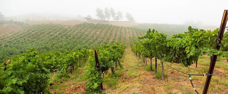 Beautiful grape vineyard landscape banner