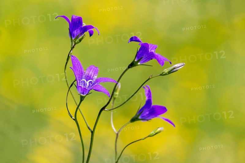 Spreading bellflower (Campanula patula), blue meadow plant, Swabian Alb, Gomadingen, Baden-Württemberg, Germany, Europe