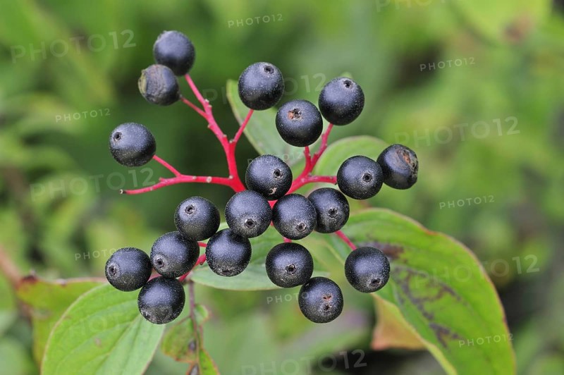 Close up of Common, European dogwood leaves and berries (Cornus sanguinea), Belgium, Europe