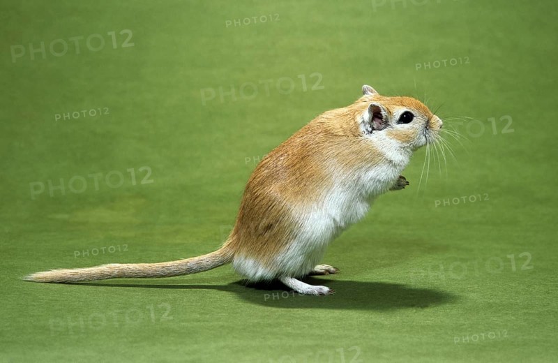 Pet Mongolian gerbil (Meriones unguiculatus) standing up