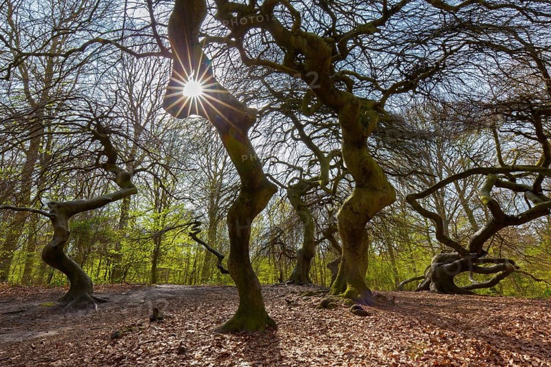 Cripple dwarf beeches, deformed trees at Witches' Forest, Semper Forest Park near Lietzow on the island Rügen, Mecklenburg-Vorpommern, Germany, Europe