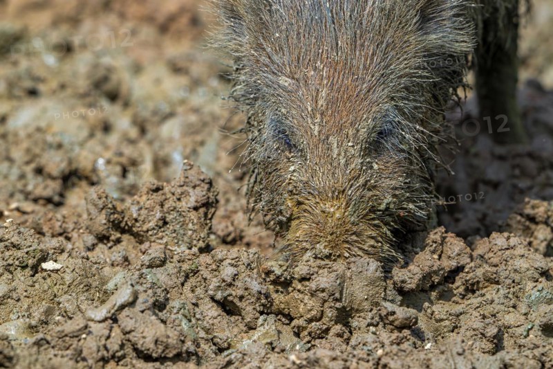 Wild boar (Sus scrofa) close-up of juvenile pig foraging with muddy snout digging in quagmire, mud pool in spring
