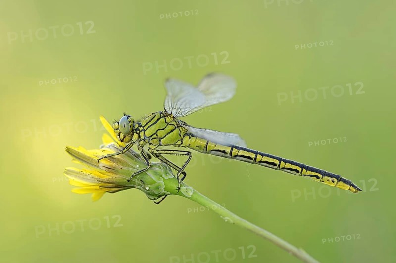 Western clubtail (Gomphus pulchellus), female, Provence, southern France