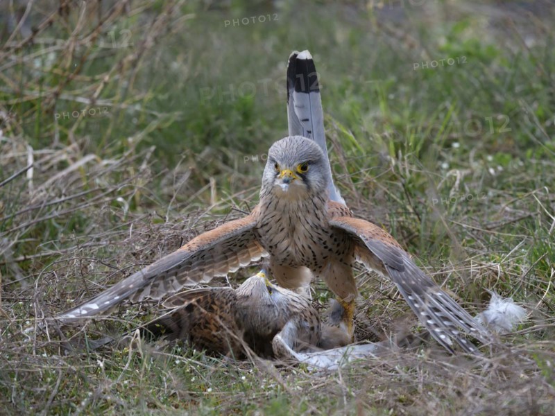 Two common kestrels (Falco tinnunculus) fighting on the ground