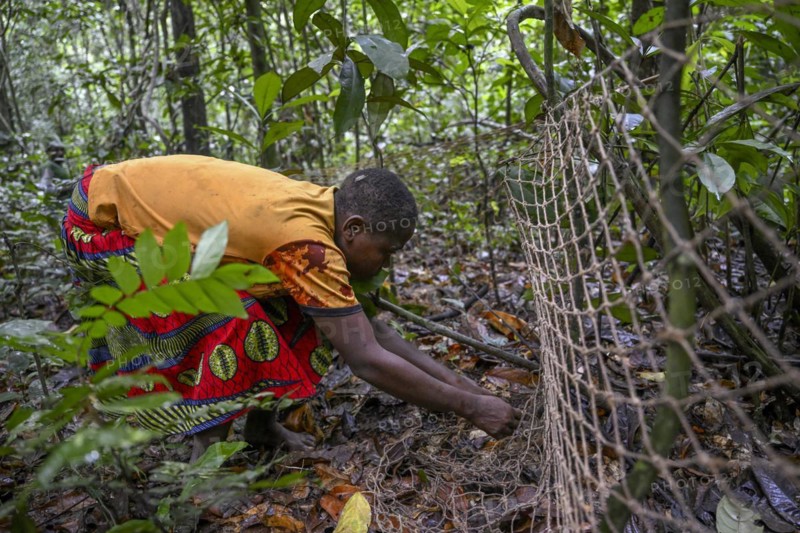Pygmy woman from the Baka or BaAka tribe setting up her hunting net in the forest, Dzanga-Sangha Special Dense Forest Reserve, Sangha-Mbaéré Prefecture, Central African Republic, Africa