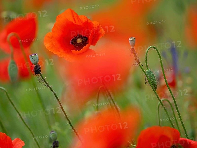 Poppy, poppy, cemetery, gravestone, cross, flowers, poppies, Tiszaalp-r, Kiskuns-gi National Park, B-cs-Kiskun, Hungary, Europe