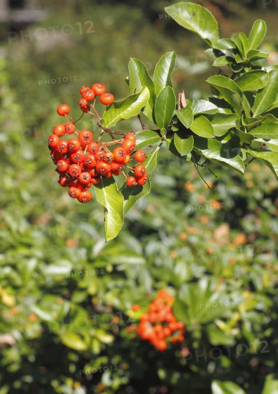 Firethorn (Pyracantha), with berries, North Rhine-Westphalia, Germany, Europe