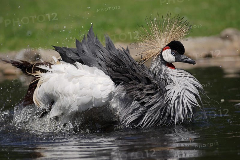 Gray crowned-crane (Balearica regulorum) bathing in water, captive, occurrence in Africa
