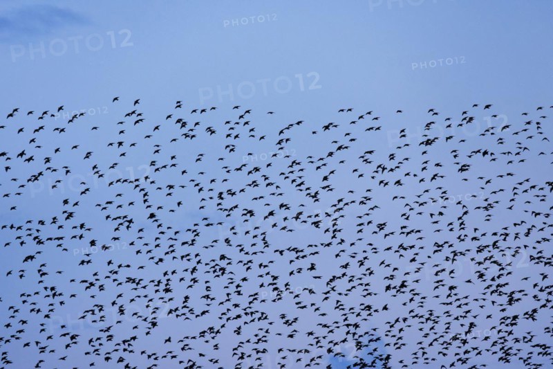 Flock of starlings in flight at dusk