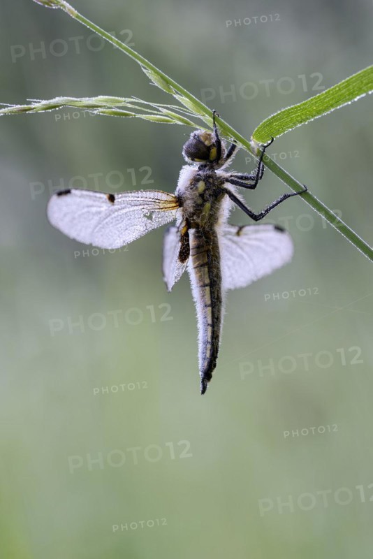Four-spotted chaser (Libellula quadrimaculata), resting, in a meadow, with dewdrops, morning, Bottrop, Ruhr area, North Rhine-Westphalia, Germany, Europe