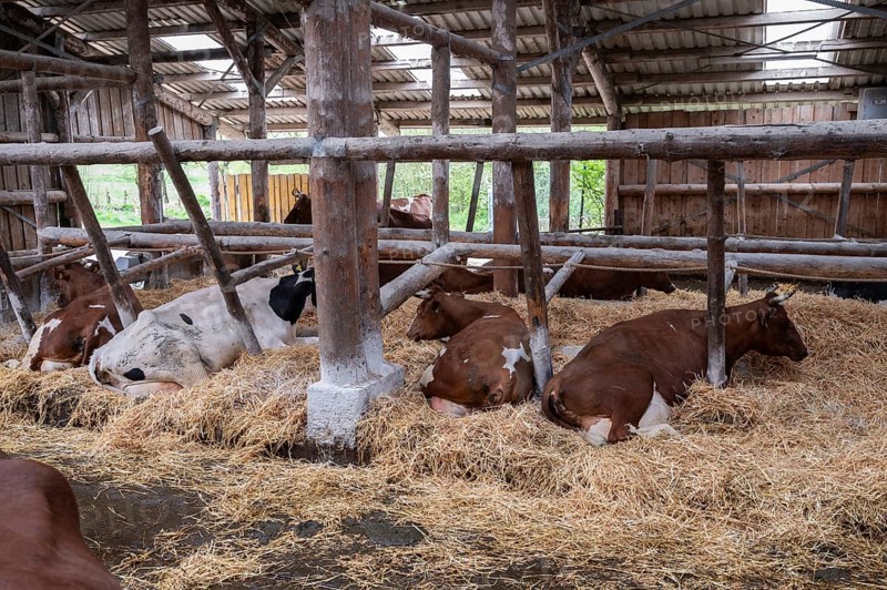 Cows resting in an open stable on straw on an organic farm, North Rhine-Westphalia, D-Germany