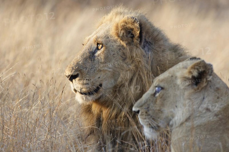 African lions (Panthera leo melanochaita), two adults, male and one-eyed female, lying in the tall dry grass in the morning light, heads close-up, Kruger National Park, South Africa, Africa
