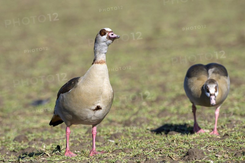 Egyptian goose (Alopochen aegyptiaca), two adult birds, pair, Wesel, Lower Rhine, North Rhine-Westphalia, Germany, Europe
