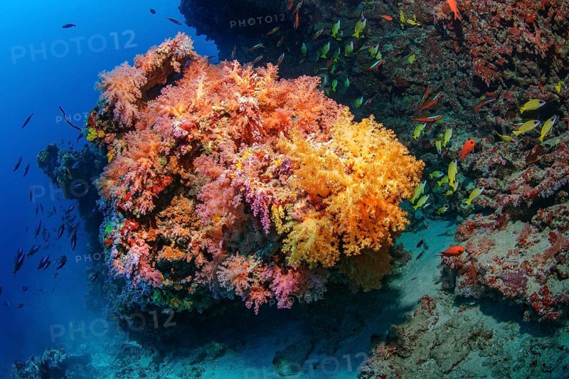 Large coral block of hard corals is overgrown by several colonies of strains of colourful soft corals Pacific, Indo-Pacific, Andaman Sea, Similan Islands, Thailand, Asia