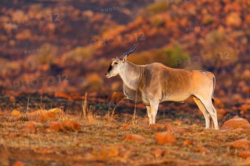 Elantilope, Eland, Taurotragus oryx, Antelope, antelope, Suikerbosrand Nature Reserve, Johannesburg, Gauteng, South Africa, Africa