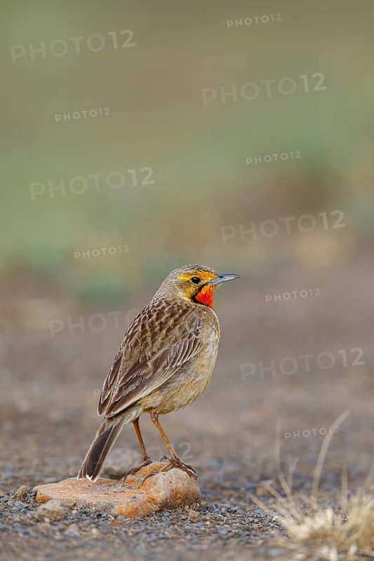 Large-spurred Pipit, cape longclaw (Macronyx capensis), Wakkerstrom surroundings, Wakkerstrom, Mpumalanga, South Africa, Africa