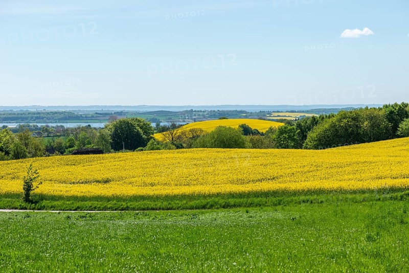 Agriculture in hilly moraine landscape, South Funen, Denmark, Fy, Funen, Denmark, Europe