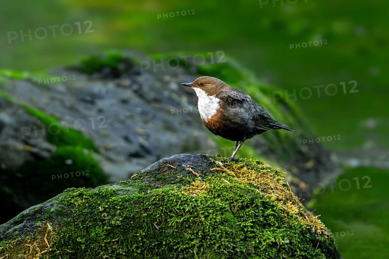White-throated dipper, Central European dipper (Cinclus cinclus aquaticus) resting on rock covered in moss in stream, river