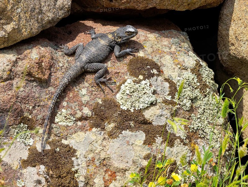 Hardun, stellion (Laudakia stellio), lizard, family of agamas, Lesbos, island of Lesbos, Greece, Europe