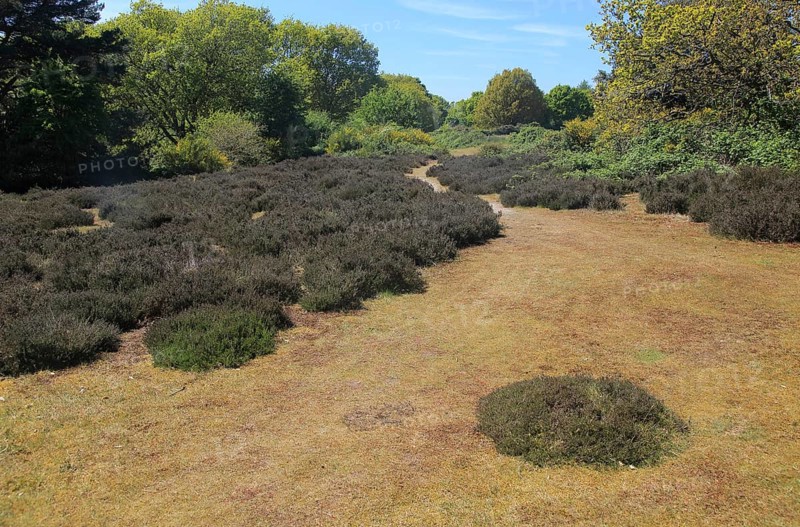 Sandlings heathland vegetation Suffolk Coast and Heaths, Shottisham, Suffolk, England, UK