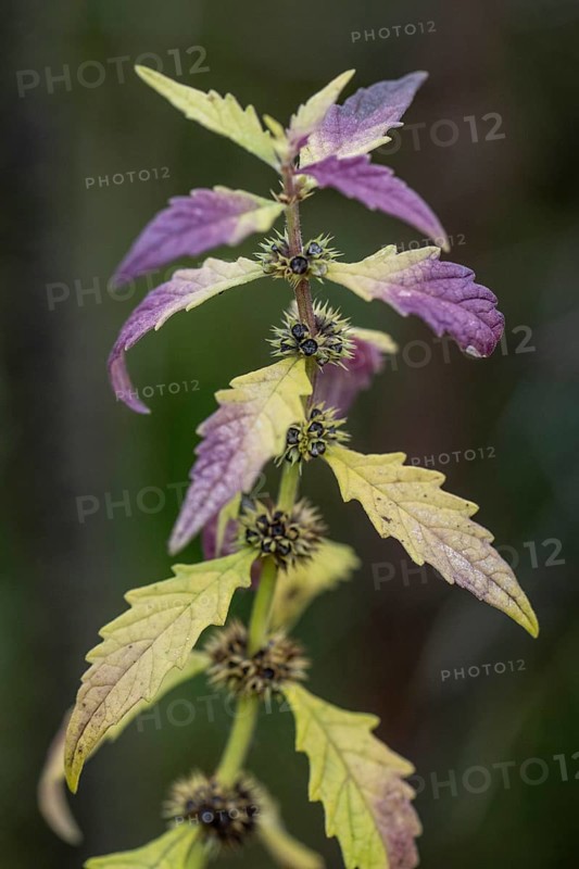 Wolfsbane (Lycopus europaea), Emsland, Lower Saxony, Germany, Europe