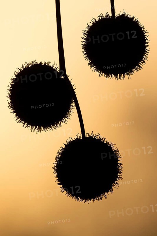 Plane tree, Oriental plane (Platanus orientalis), close-up of fruits against the light, silhouette, Rosensteinpark, Stuttgart, Baden-Württemberg, Germany, Europe