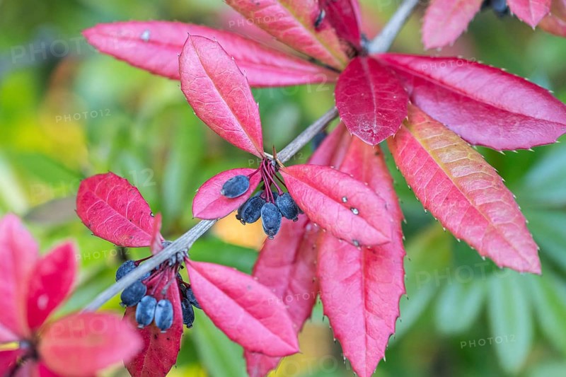 Large-leaved barberry (Berberis julianae), autumn foliage, Speyer, Rhineland-Palatinate, Germany, Europe