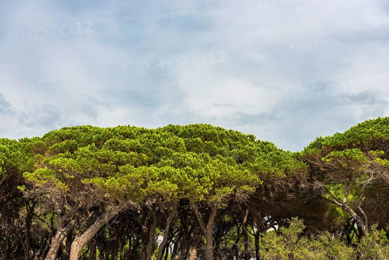 Pine (Pinus pinea), pine forest, pine tree, stone pine, tree, mediterranean, panorama, Italy, Europe