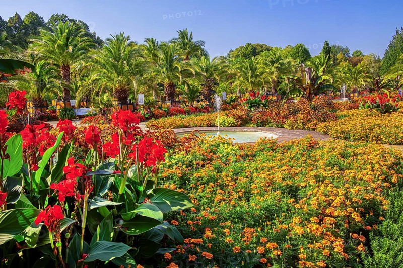Palm garden in the historic spa gardens, the largest outdoor palm garden north of the Alps, Bad Pyrmont, Emmertal, Weserbergland, Oranierroute, Lower Saxony, Germany, Europe