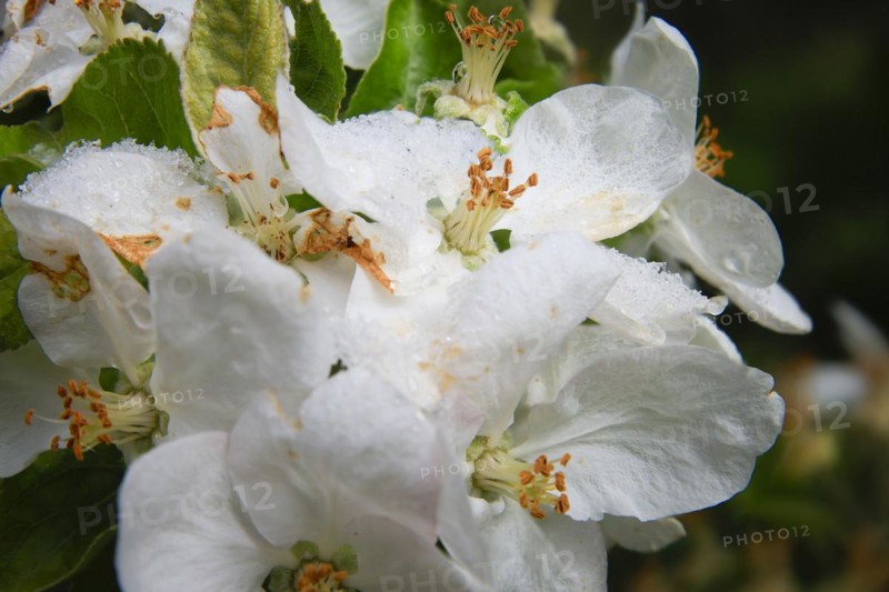 Apple blossoms on a tree in an orchard in the Eastern Ore Mountains. A cold snap led to late snowfall in the low mountain range and jeopardised numerous crops. However, snow also protects the blossoms, as it cannot get lower than zero degrees under the snow cover, Bannewitz, Saxony, Germany, Europe