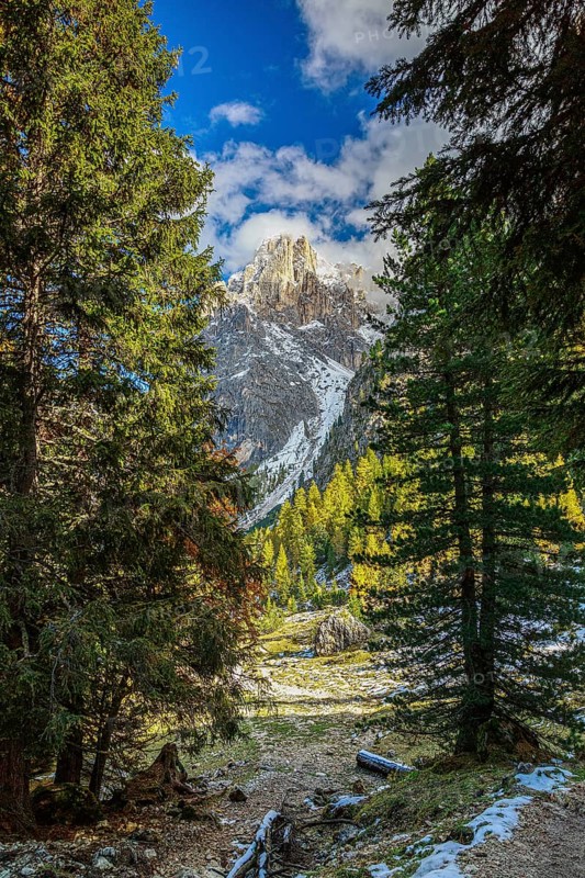 Mountain peak of the Sella Group Mountain landscape in the Alps through a dense forest with snow, South Tyrol, Italy, Europe