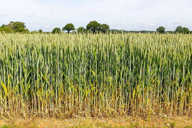 Side view of green wheat crop growing in arable field, Sutton, Suffolk, England, UK