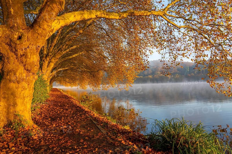Autumn colours on the Platanen Allee, Hardenberg Ufer, lakeside path on Lake Baldeney, near Haus Scheppen, in Essen, North Rhine-Westphalia, Germany, Europe