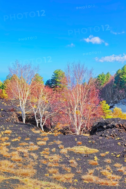 Birch trees (Betula aetnensis) sprouting and coming out of volcanic ground, Etna, Sicily, Italy, Europe