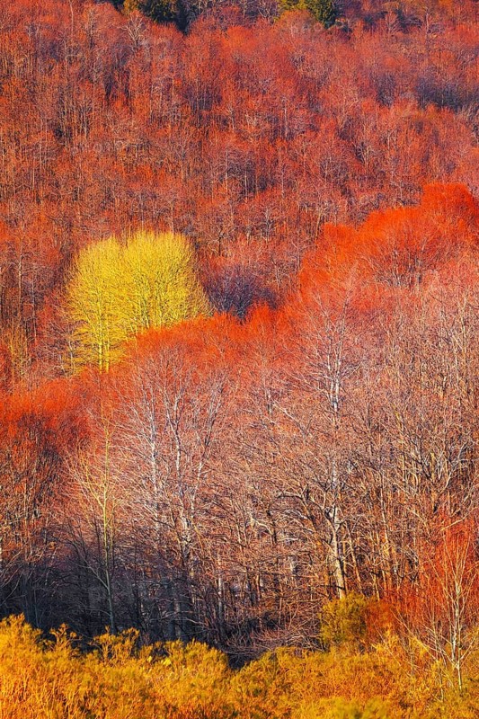 Etna National Park forest, Etna, Sicily, Italy, Europe