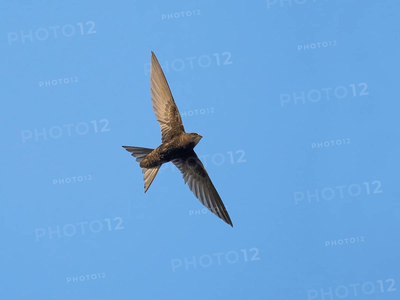 Common swift (Apus apus), adult bird in flight, against a blue sky, Hesse, Germany, Europe