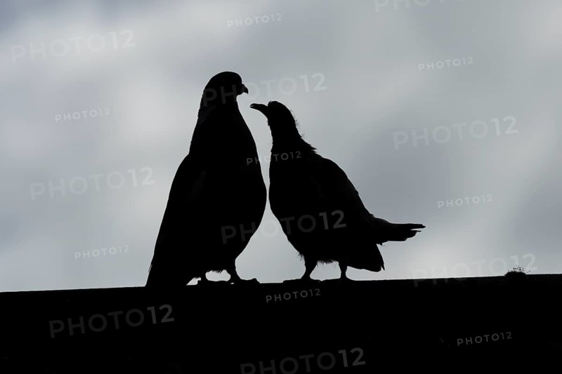 Wood pigeon (Columba palumbus) silhouette of two birds a juvenile baby cobb asking for food from an adult bird on an urban house roof, England, United Kingdom, Europe